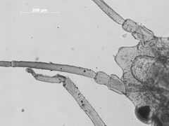 Thripsaphis verrucosa by the Smithsonian. Used under a CC0 license.