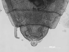 Thripsaphis verrucosa by the Smithsonian. Used under a CC0 license.