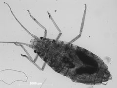 Thripsaphis verrucosa by the Smithsonian. Used under a CC0 license.
