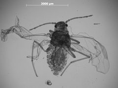 Trama oculata by the Smithsonian. Used under a CC0 license.