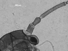 Trama oculata by the Smithsonian. Used under a CC0 license.