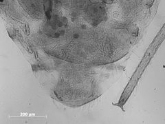 Trama oculata by the Smithsonian. Used under a CC0 license.