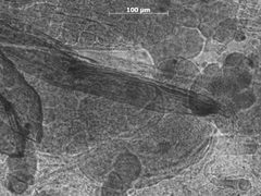 Trama oculata by the Smithsonian. Used under a CC0 license.