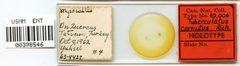 Tuberculatus cornutus by the Smithsonian. Used under a CC0 license.