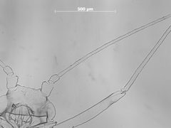 Tuberculatus cornutus by the Smithsonian. Used under a CC0 license.