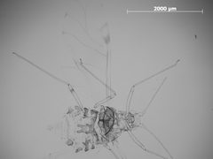 Tuberculatus cornutus by the Smithsonian. Used under a CC0 license.