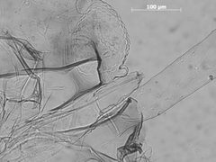 Tuberculatus cornutus by the Smithsonian. Used under a CC0 license.