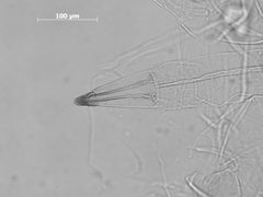 Tuberculatus kiowanicus by the Smithsonian. Used under a CC0 license.