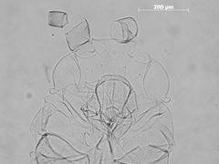 Tuberculatus kiowanicus by the Smithsonian. Used under a CC0 license.