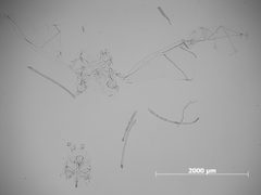 Tuberculatus kiowanicus by the Smithsonian. Used under a CC0 license.