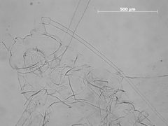 Utamphorophora timpanogos by the Smithsonian. Used under a CC0 license.