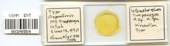 Utamphorophora timpanogos by the Smithsonian. Used under a CC0 license.