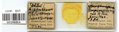 Utamphorophora timpanogos by the Smithsonian. Used under a CC0 license.