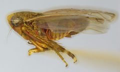 Menosoma stonei by the Smithsonian. Used under a CC0 license.