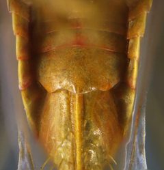Menosoma stonei by the Smithsonian. Used under a CC0 license.