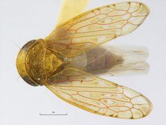Menosoma stonei by the Smithsonian. Used under a CC0 license.
