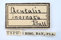 Acutalis inornata by the Smithsonian. Used under a CC0 license.