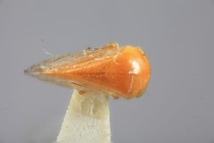 Acutalis inornata by the Smithsonian. Used under a CC0 license.