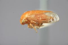 Acutalis inornata by the Smithsonian. Used under a CC0 license.