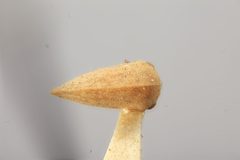 Amastris lycioda by the Smithsonian. Used under a CC0 license.