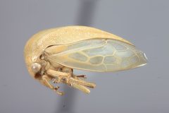 Anisostylus fulgida elongata by the Smithsonian. Used under a CC0 license.