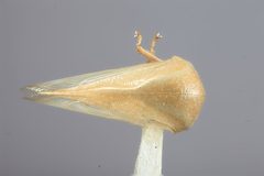 Anisostylus fulgida elongata by the Smithsonian. Used under a CC0 license.