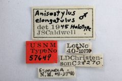 Anisostylus fulgida elongata by the Smithsonian. Used under a CC0 license.