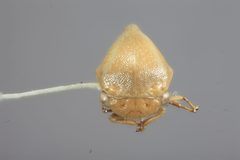 Anisostylus fulgida elongata by the Smithsonian. Used under a CC0 license.