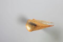 Anisostylus stylatus by the Smithsonian. Used under a CC0 license.