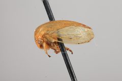 Anisostylus stylatus by the Smithsonian. Used under a CC0 license.