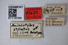 Anisostylus stylatus by the Smithsonian. Used under a CC0 license.