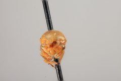 Anisostylus stylatus by the Smithsonian. Used under a CC0 license.