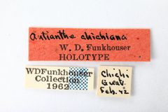 Antianthe chichiana by the Smithsonian. Used under a CC0 license.