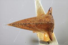 Antianthe chichiana by the Smithsonian. Used under a CC0 license.