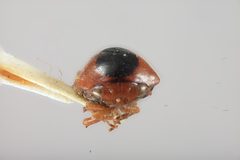Aphetea bicolor by the Smithsonian. Used under a CC0 license.