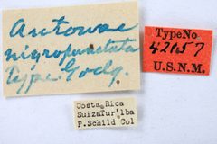 Aphetea nigropicta by the Smithsonian. Used under a CC0 license.