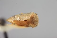 Aphetea nigropicta by the Smithsonian. Used under a CC0 license.