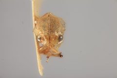 Aphetea nigropicta by the Smithsonian. Used under a CC0 license.