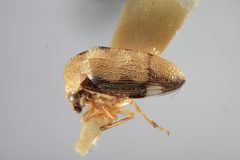Aphetea nigropicta by the Smithsonian. Used under a CC0 license.