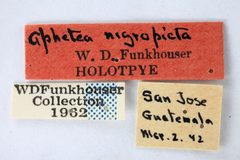 Aphetea nigropicta by the Smithsonian. Used under a CC0 license.