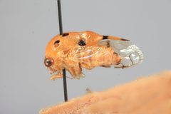 Aphetea nigropicta by the Smithsonian. Used under a CC0 license.