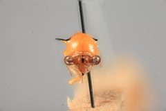 Aphetea nigropicta by the Smithsonian. Used under a CC0 license.