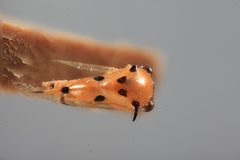 Aphetea nigropicta by the Smithsonian. Used under a CC0 license.