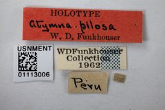 Atymna pilosa by the Smithsonian. Used under a CC0 license.