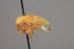 Atymna pilosa by the Smithsonian. Used under a CC0 license.