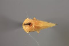Atymna pilosa by the Smithsonian. Used under a CC0 license.