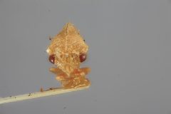 Atymna reticulata by the Smithsonian. Used under a CC0 license.