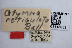 Atymna reticulata by the Smithsonian. Used under a CC0 license.