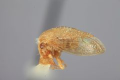 Atymna reticulata by the Smithsonian. Used under a CC0 license.