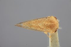 Atymna reticulata by the Smithsonian. Used under a CC0 license.